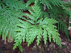 Selaginella firmuloides