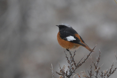 Phoenicurus erythrogastrus