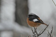 Phoenicurus erythrogastrus