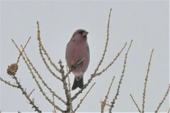 Carpodacus rhodochlamys