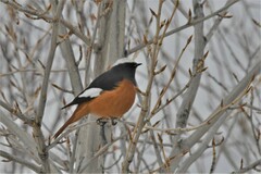 Phoenicurus erythrogastrus