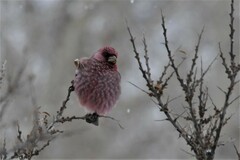 Carpodacus rubicilla