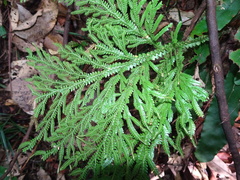 Selaginella hordeiformis