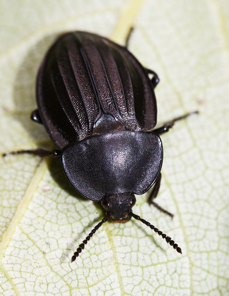 Silpha perforata