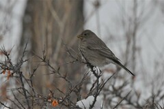 Carpodacus rubicilla