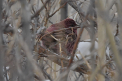 Carpodacus rhodochlamys