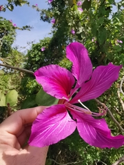 Bauhinia purpurea