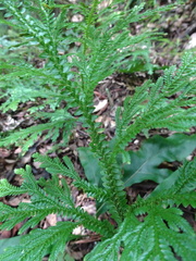 Selaginella hordeiformis