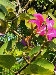 Bauhinia purpurea