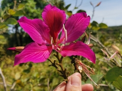 Bauhinia purpurea