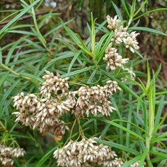 Cassinia longifolia