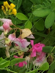Polypogon tentacularia