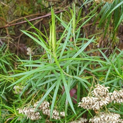 Cassinia longifolia