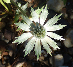 Eryngium lemmonii