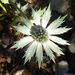 Eryngium lemmonii - Photo (c) Steve Ganley, algunos derechos reservados (CC BY-NC), subido por Steve Ganley