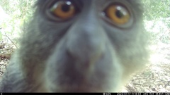 Cercopithecus mitis albogularis