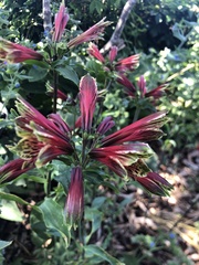 Alstroemeria psittacina