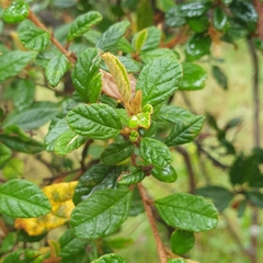 Pomaderris paniculosa