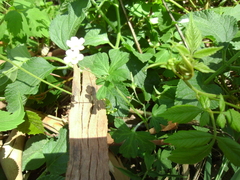 Geranium homeanum
