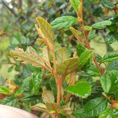 Pomaderris paniculosa