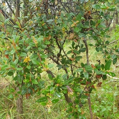 Pomaderris paniculosa