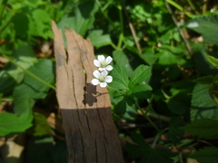 Geranium homeanum