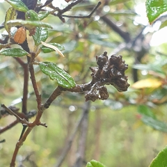 Pomaderris paniculosa