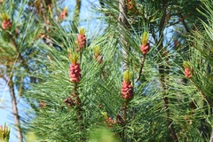 Pinus pumila