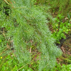 Acacia verticillata