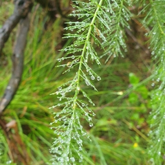 Acacia verticillata