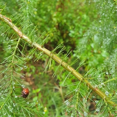 Acacia verticillata
