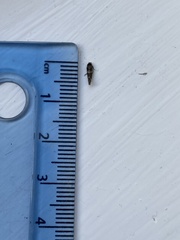 Mompha subbistrigella