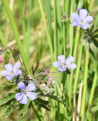 Geranium pseudosibiricum