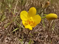 Spathoglottis pubescens