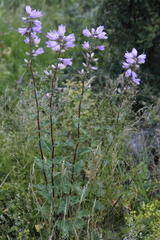 Campanula trachelium