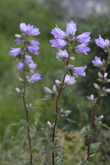 Campanula trachelium