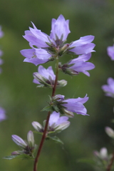 Campanula trachelium