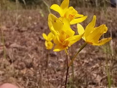 Spathoglottis pubescens