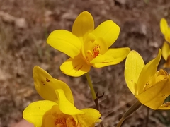Spathoglottis pubescens