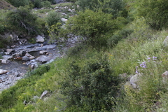 Campanula trachelium