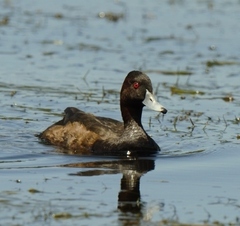 Netta erythrophthalma