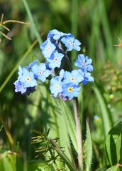 Myosotis imitata