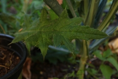 Cirsium vulgare