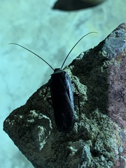 Deropeltis