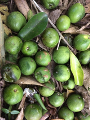 Planchonella pohlmaniana