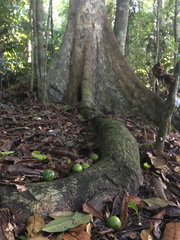 Planchonella pohlmaniana