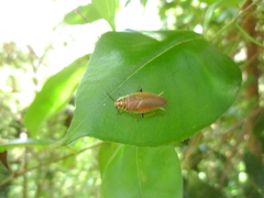 Balta bicolor