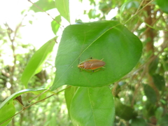 Balta bicolor