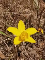 Spathoglottis pubescens