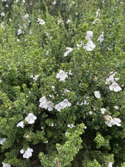 Prostanthera cuneata